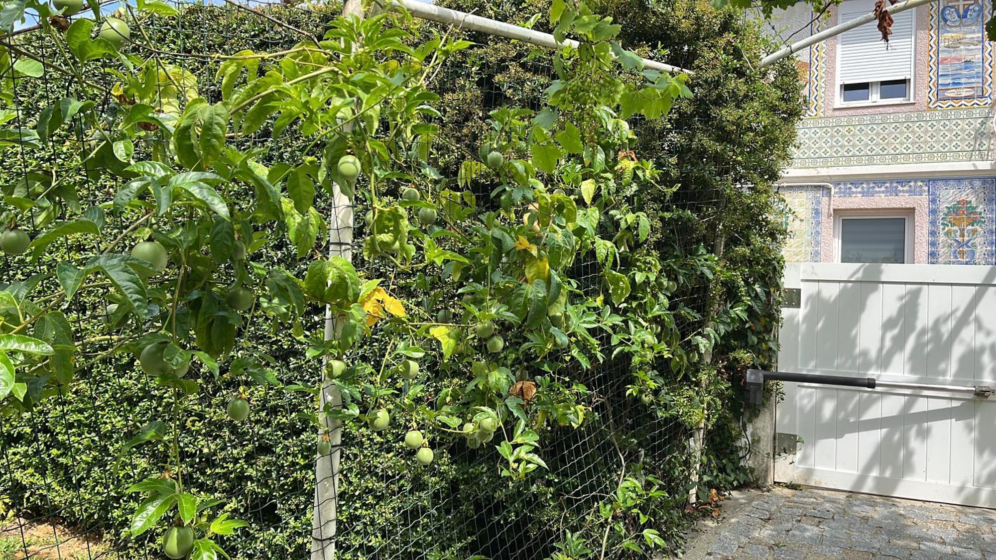 Вилла Citrus Tree House, Private Pool And Garden. Angeja Экстерьер фото